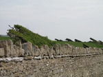 SX05241 Hedges shaped by the wind.jpg